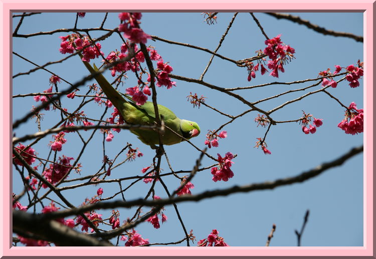 Feral Parrot