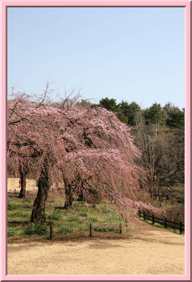Shidare Zakura