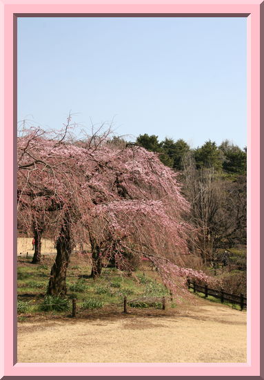 Shidare Zakura