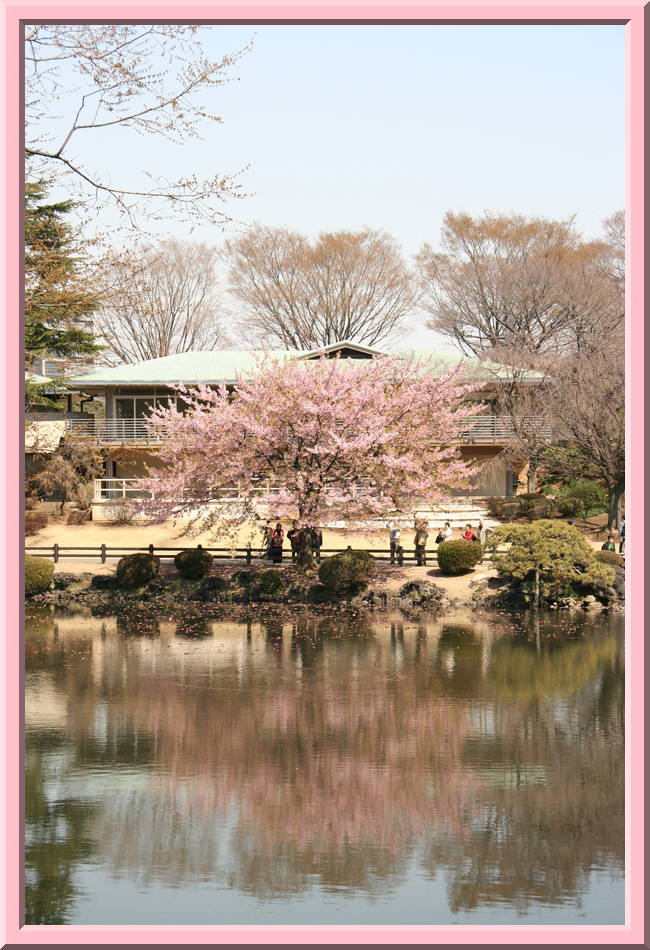 Cherry Tree