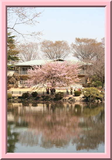 Cherry Tree