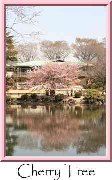 Cherry Tree Thumbnail