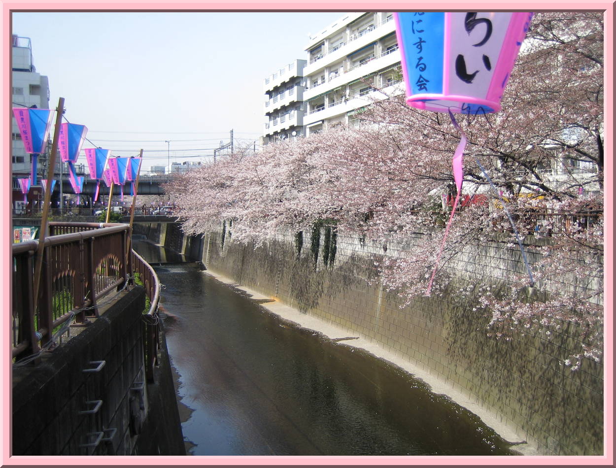 Cherry blossoms
