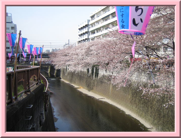 Cherry blossoms