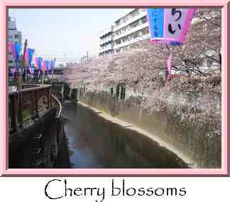 Cherry blossoms Thumbnail