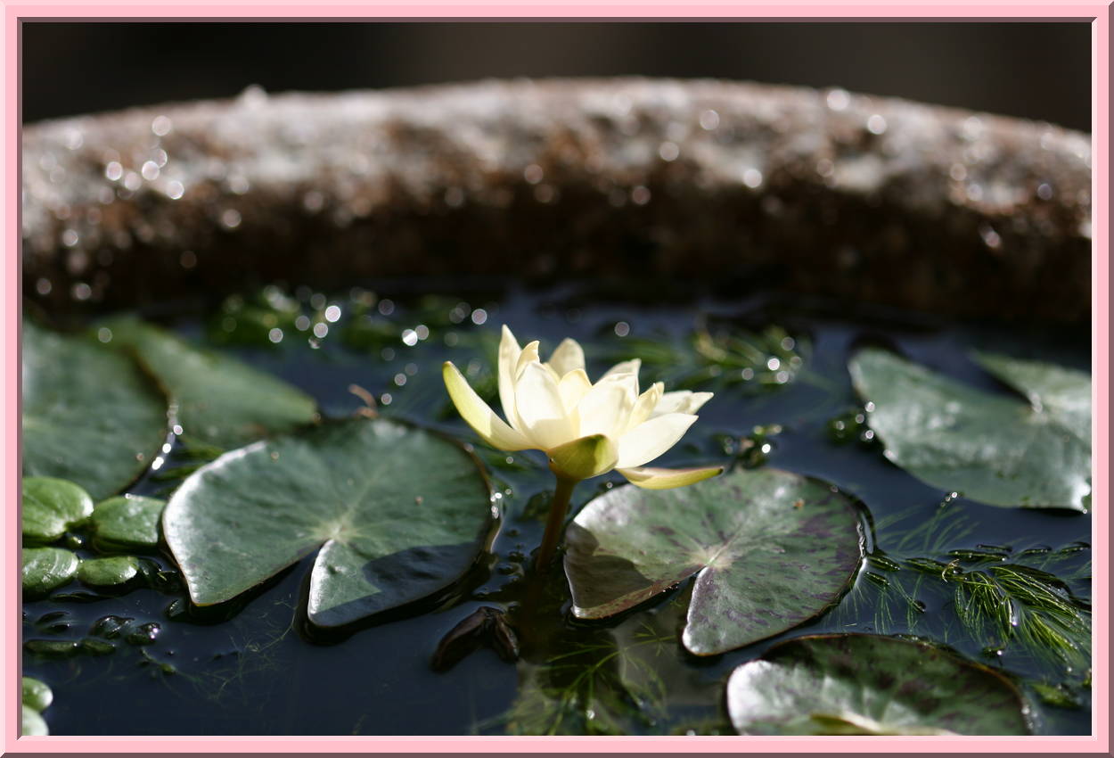 Lotus