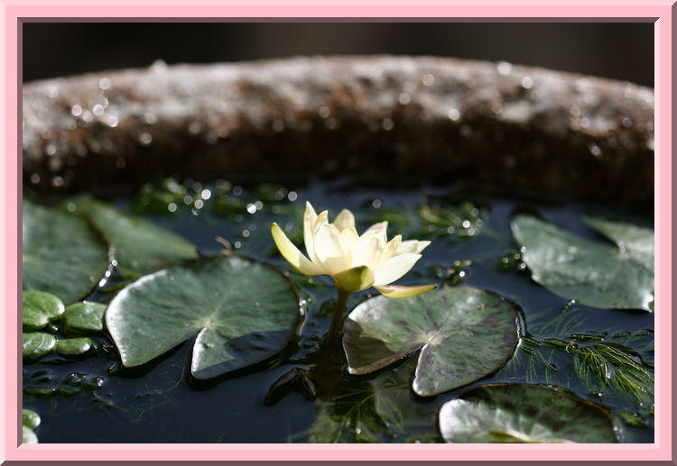 Lotus