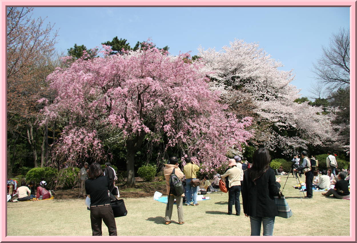 Shinjuku Park