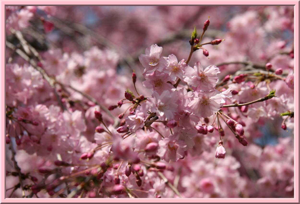 Shidare Zakura Blossoms