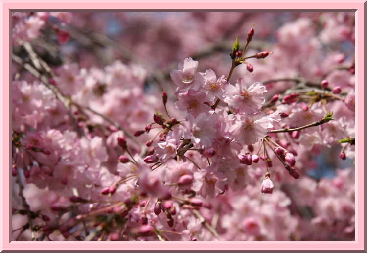 Shidare Zakura Blossoms