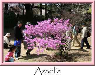 Azaelia Thumbnail