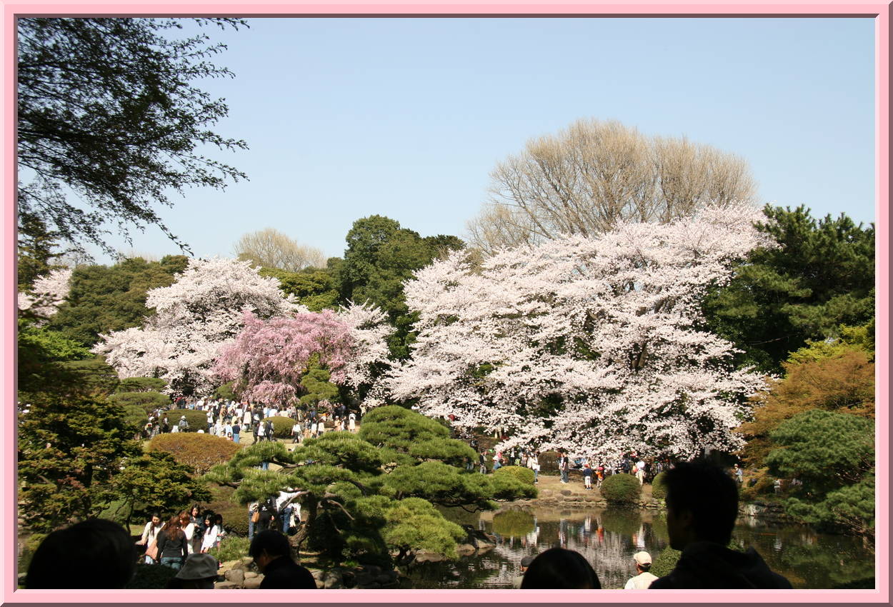 Cherry Trees