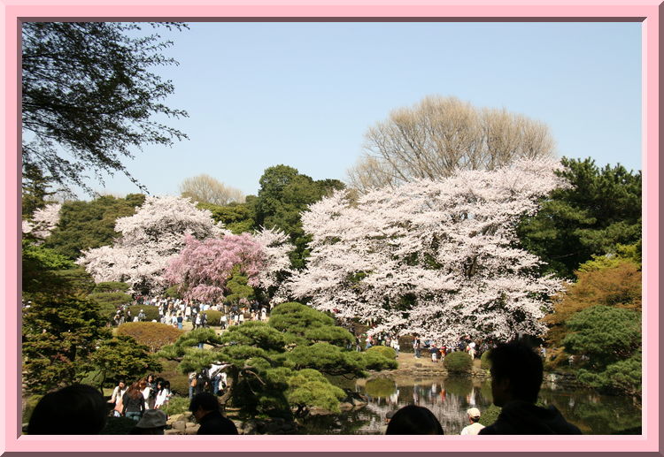 Cherry Trees