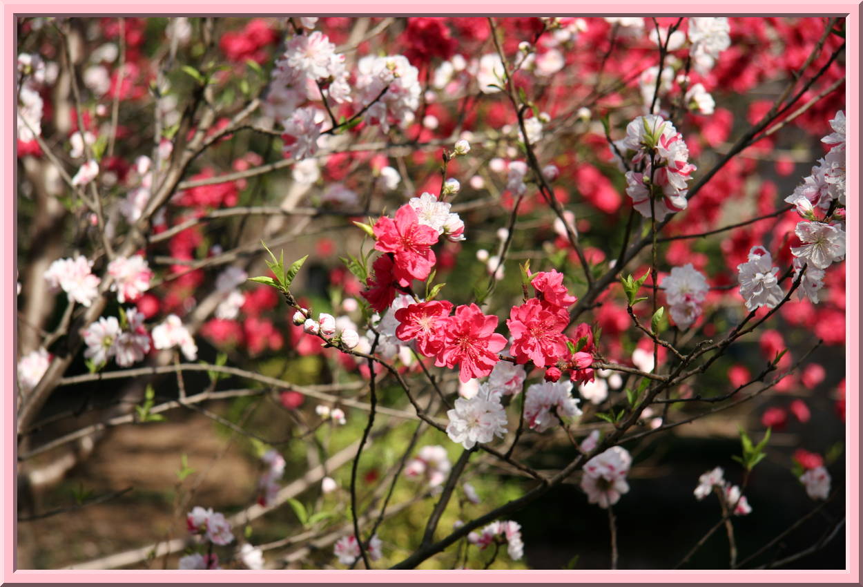 Peach blossoms