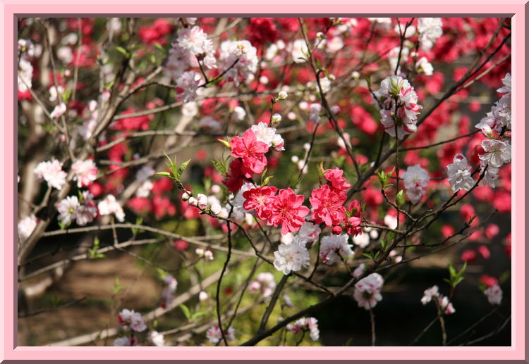 Peach blossoms