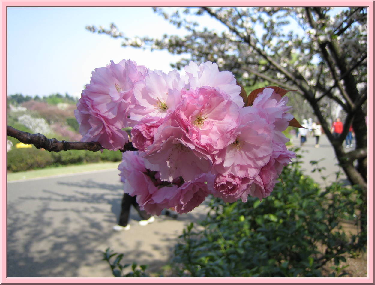 Cherry blossoms