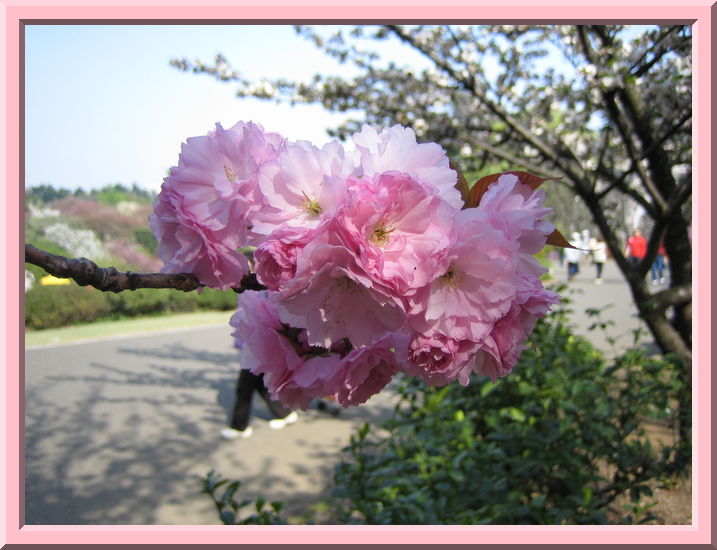 Cherry blossoms