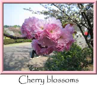 Cherry blossoms Thumbnail