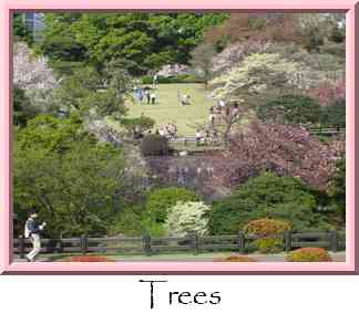 Trees Thumbnail