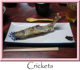 Crickets Thumbnail