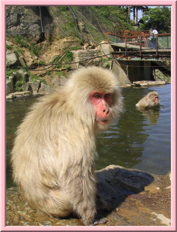 Snow Monkey