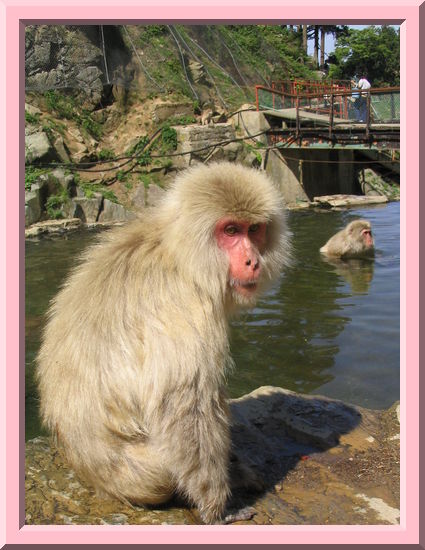 Snow Monkey