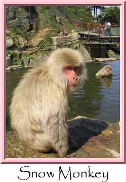 Snow Monkey Thumbnail