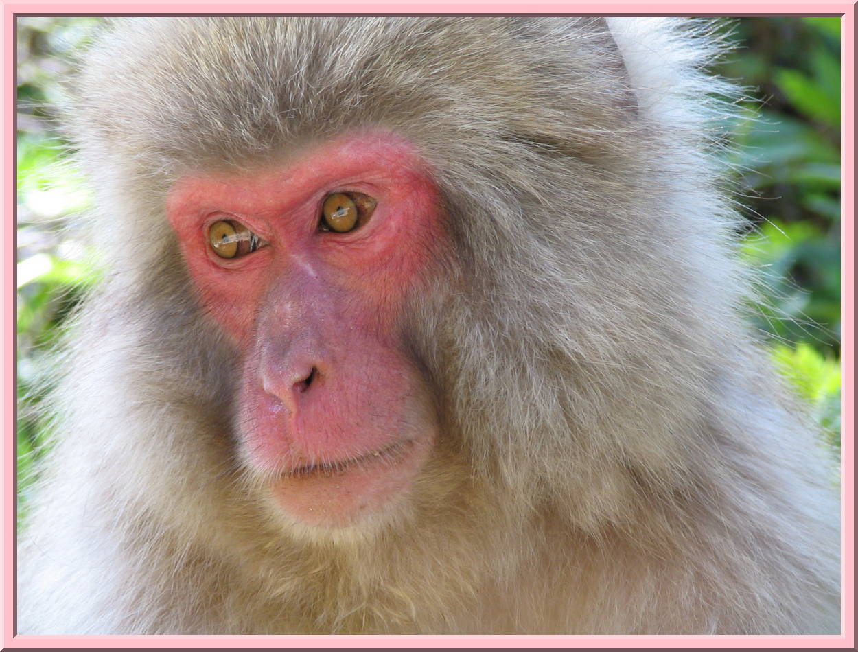 Snow Monkey