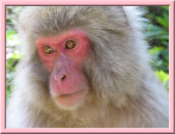 Snow Monkey