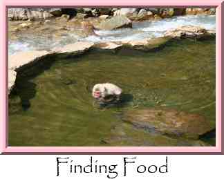Finding Food Thumbnail