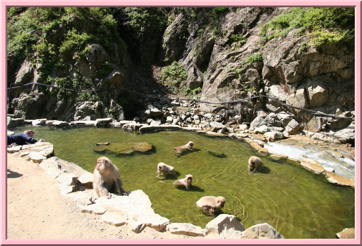 Monkey Tub