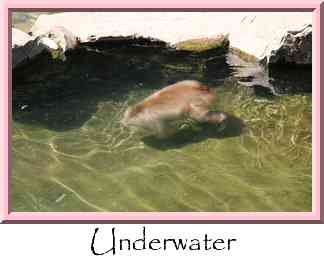 Underwater Thumbnail