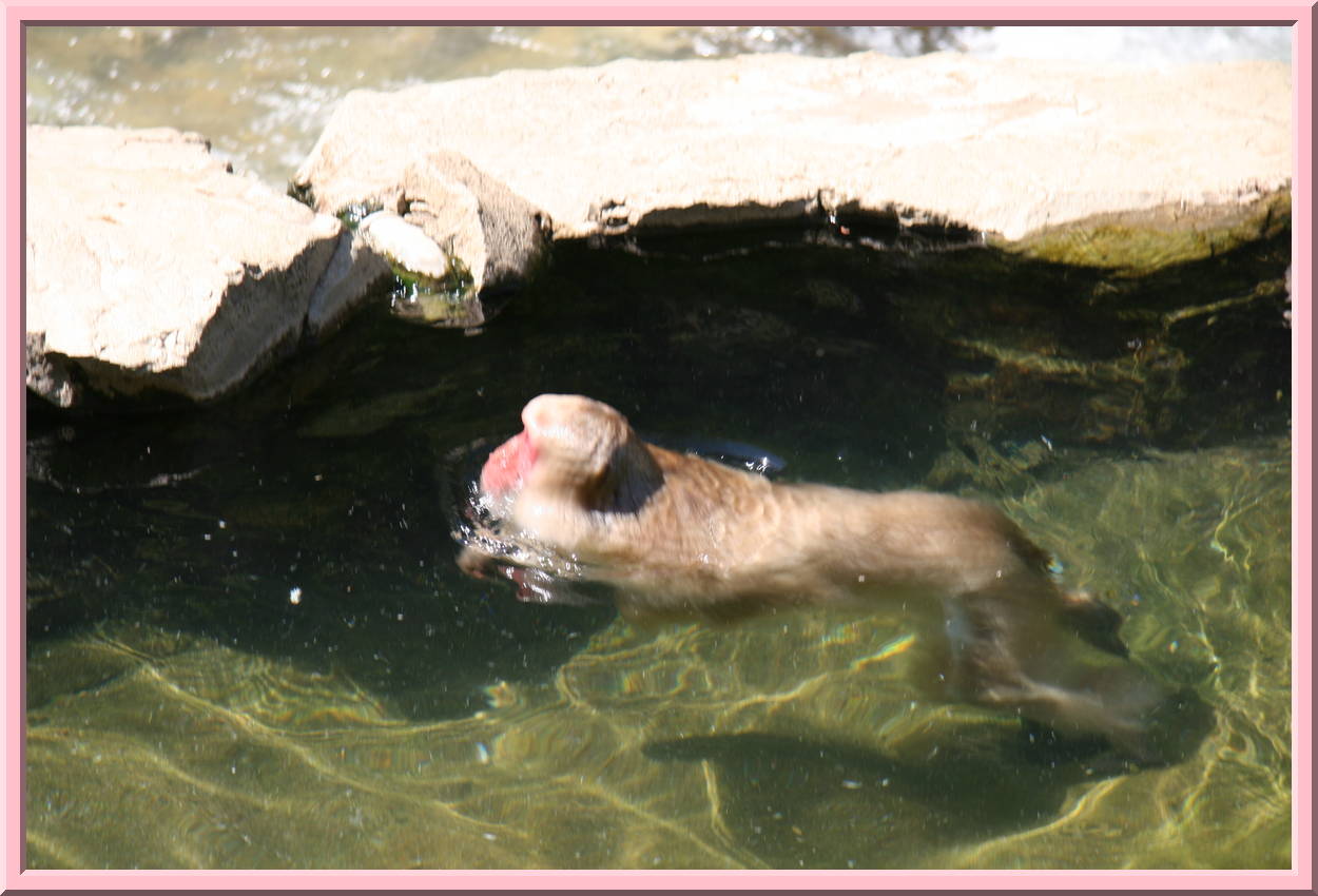 Swimming