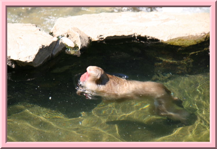 Swimming