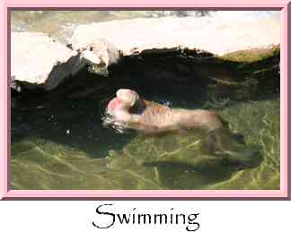 Swimming Thumbnail