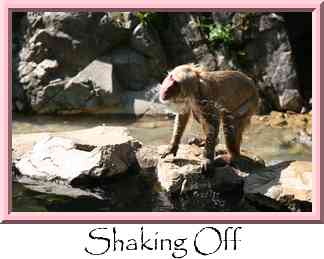 Shaking Off Thumbnail