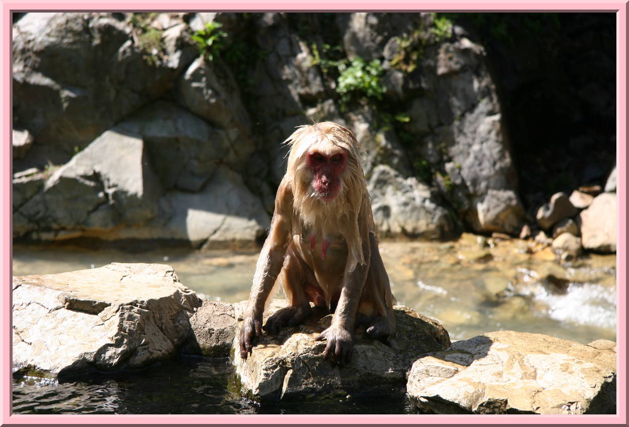 A Drenched Monkey