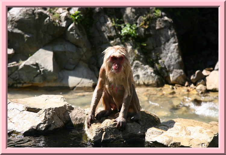 A Drenched Monkey