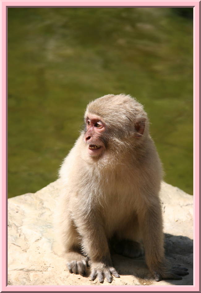 Scared Monkey