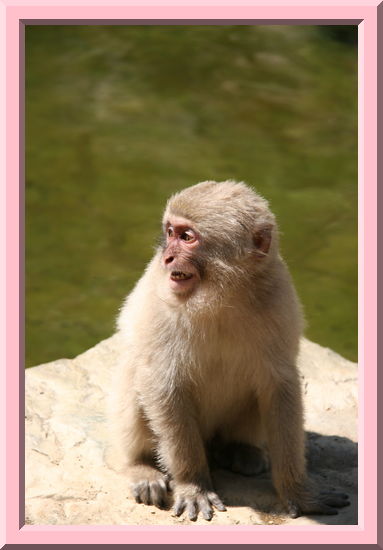 Scared Monkey