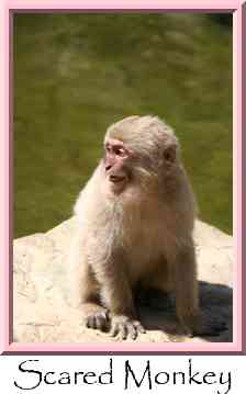 Scared Monkey Thumbnail