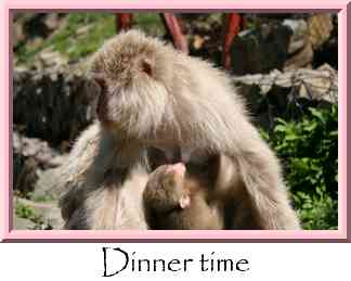 Dinner time Thumbnail