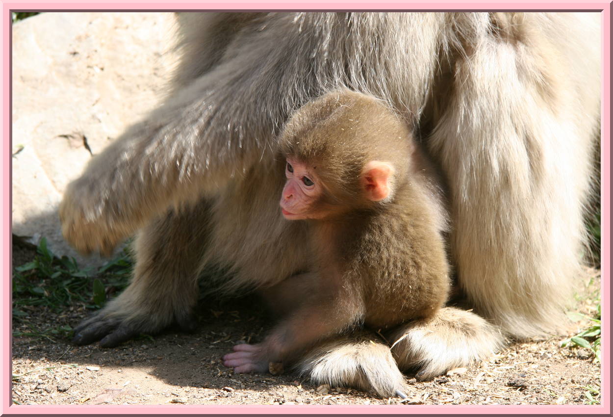 Newborn