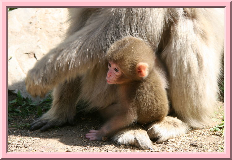Newborn