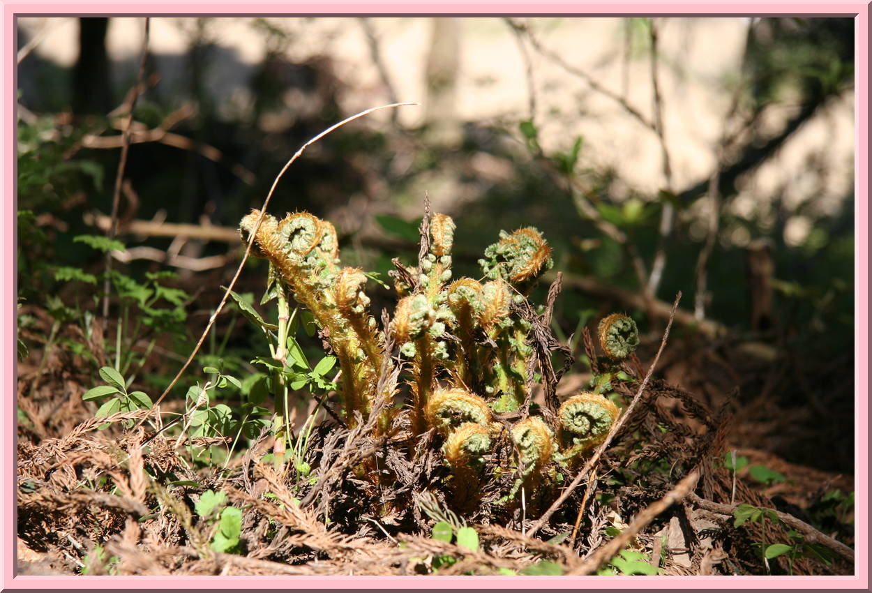 Emerging fern