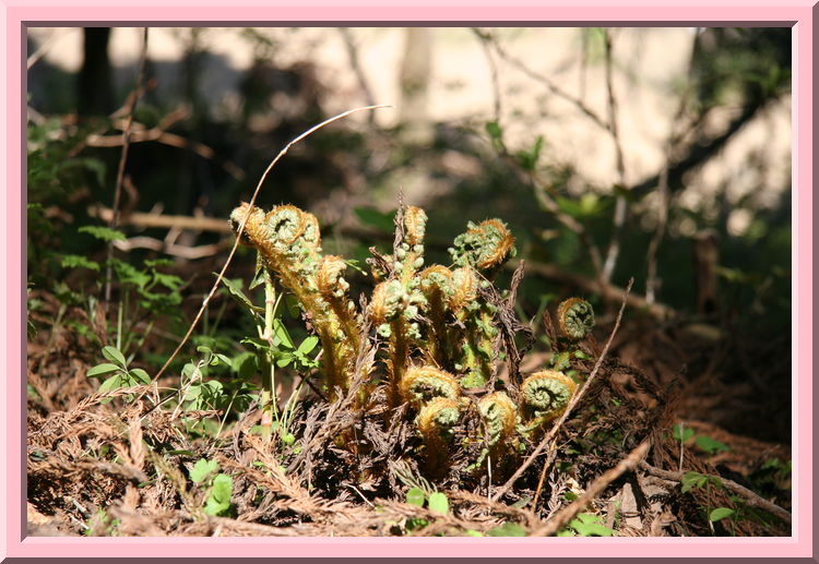 Emerging fern