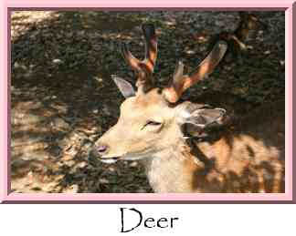 Deer Thumbnail