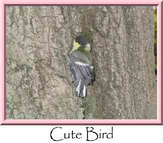 Cute Bird Thumbnail
