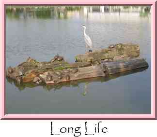 Long Life Thumbnail