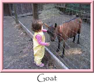 Goat Thumbnail